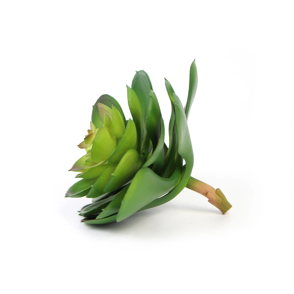 Wholesale/Supplier Eco-Friendly Office Decorative Natural Plants Succulent for Indoor