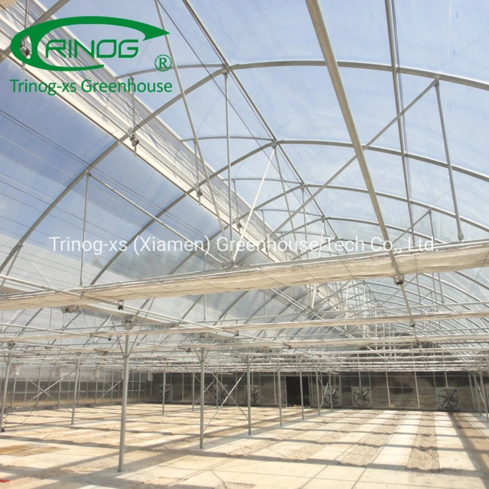 Large tunnel plastic agricultural multispan greenhouse for green vegetables