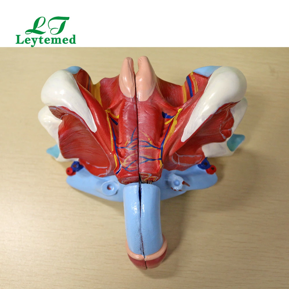 Ltm326D PVC Life-Size Male Genital Organ Model for Medical Use