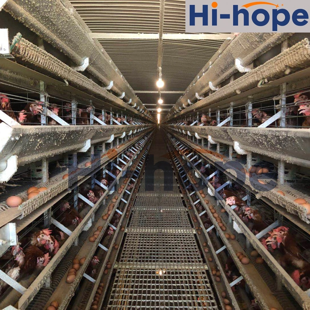 Cages automatiques de type H pour poulettes et pondeuses