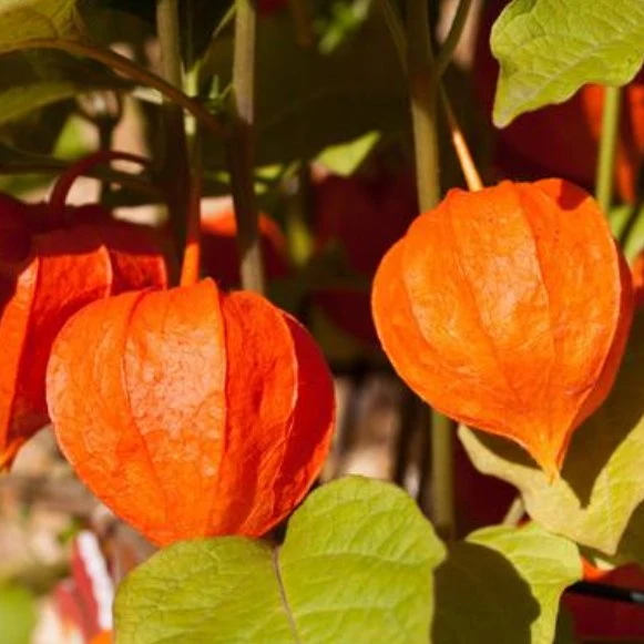 Usine d'approvisionnement en extrait de plante en gros, pur et naturel, avecanolides à 5%, poudre d'extrait d'ashwagandha pour le sommeil.