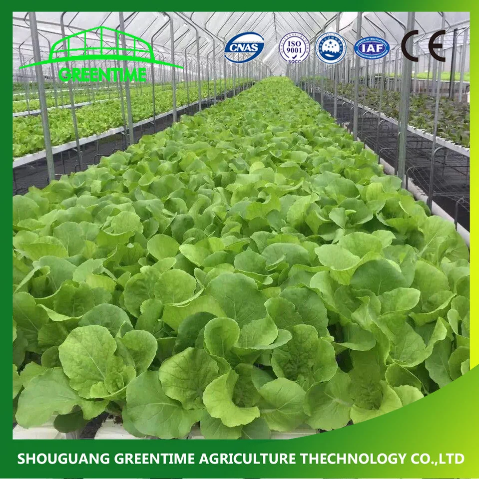 Indoor Hydroponics Systeme Vertikal Growtower Nft Kanal Microgreen Growhen System Hydroponics System