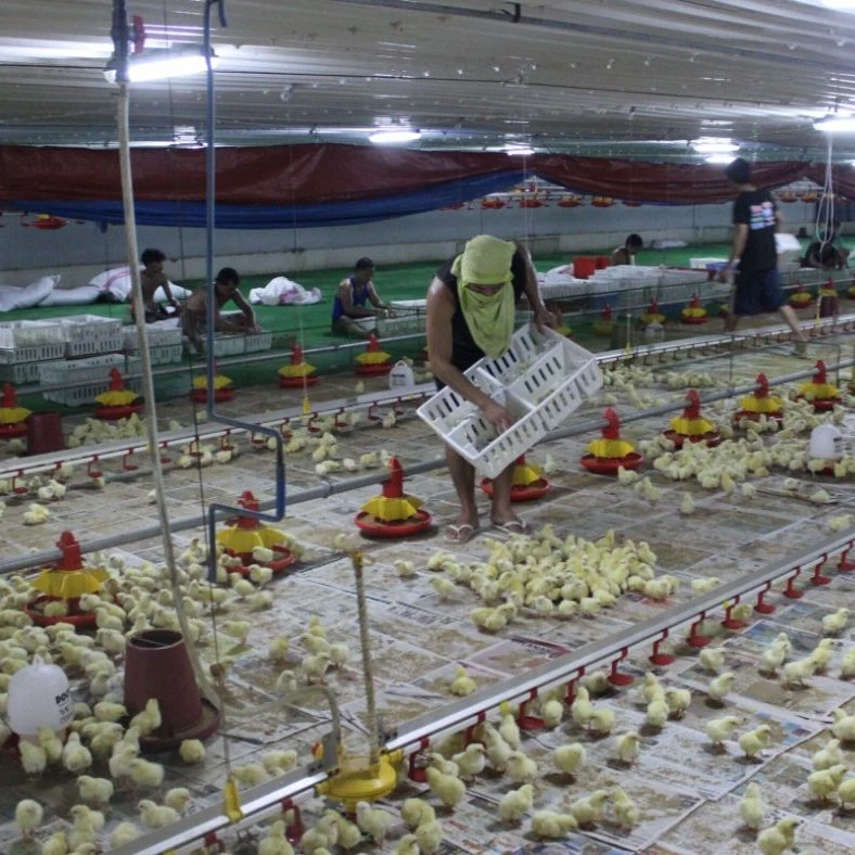 Beliebte Verkäufe Stahl Geflügel Haus Hühnerfarm