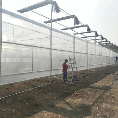 Agriculture Farm Single-Span Film Greenhouse