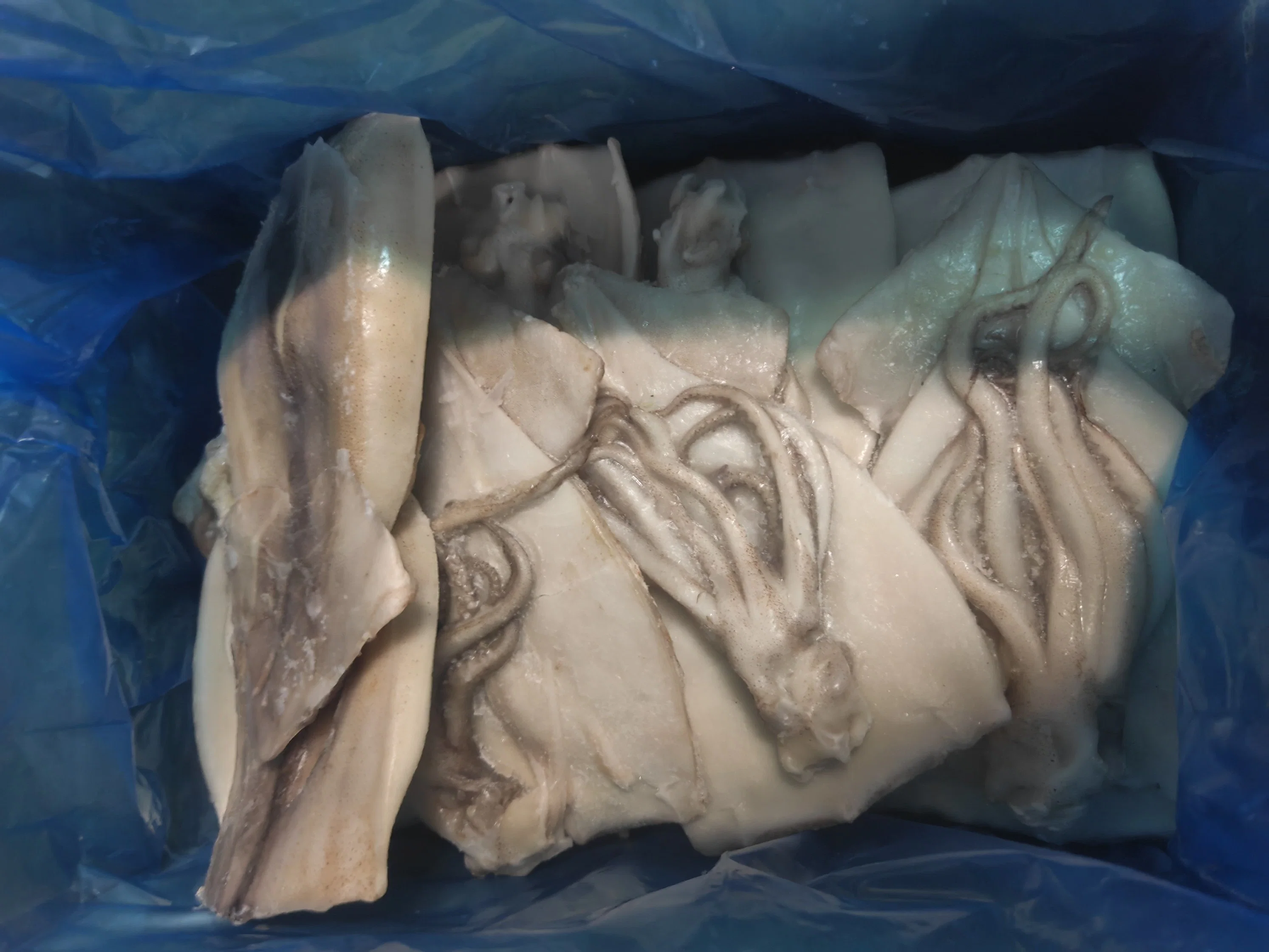 Frozen Squid Fillet, Tentacles on or off, Skin on or off