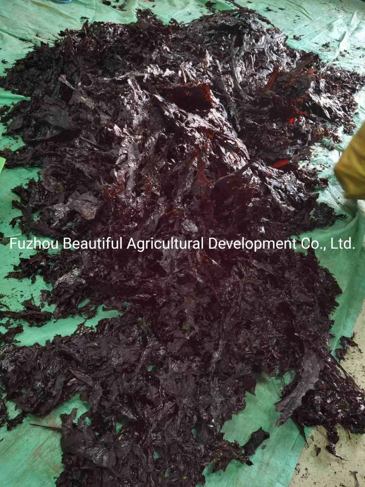 Dried Red Seaweed Palmaria Palmata/Dulse in Flakes