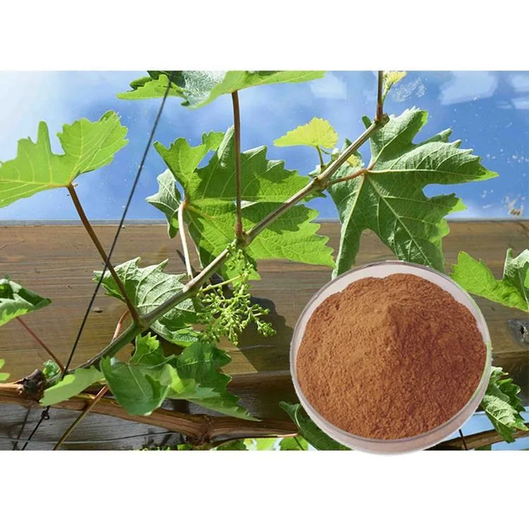 E. K Herb Natural Raw Material Grape Peel Extract Powder Grapevine Resveratrol and 5%-10% Viniferin Extracted From Grape Vine