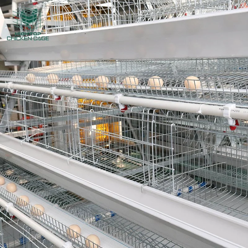 Modern Europe Design Chicken Farm Automatic Poultry Farming Equipment Layer Cage