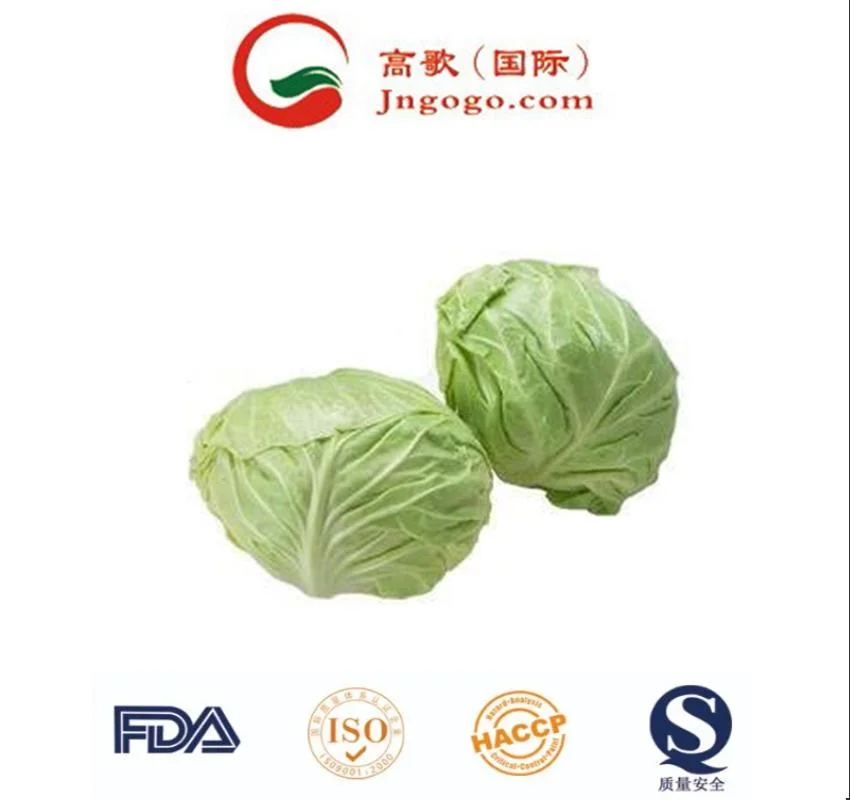 Fábrica China suministro de verduras frescas Cabbage redondo fresco Cabbage chino Precio de venta