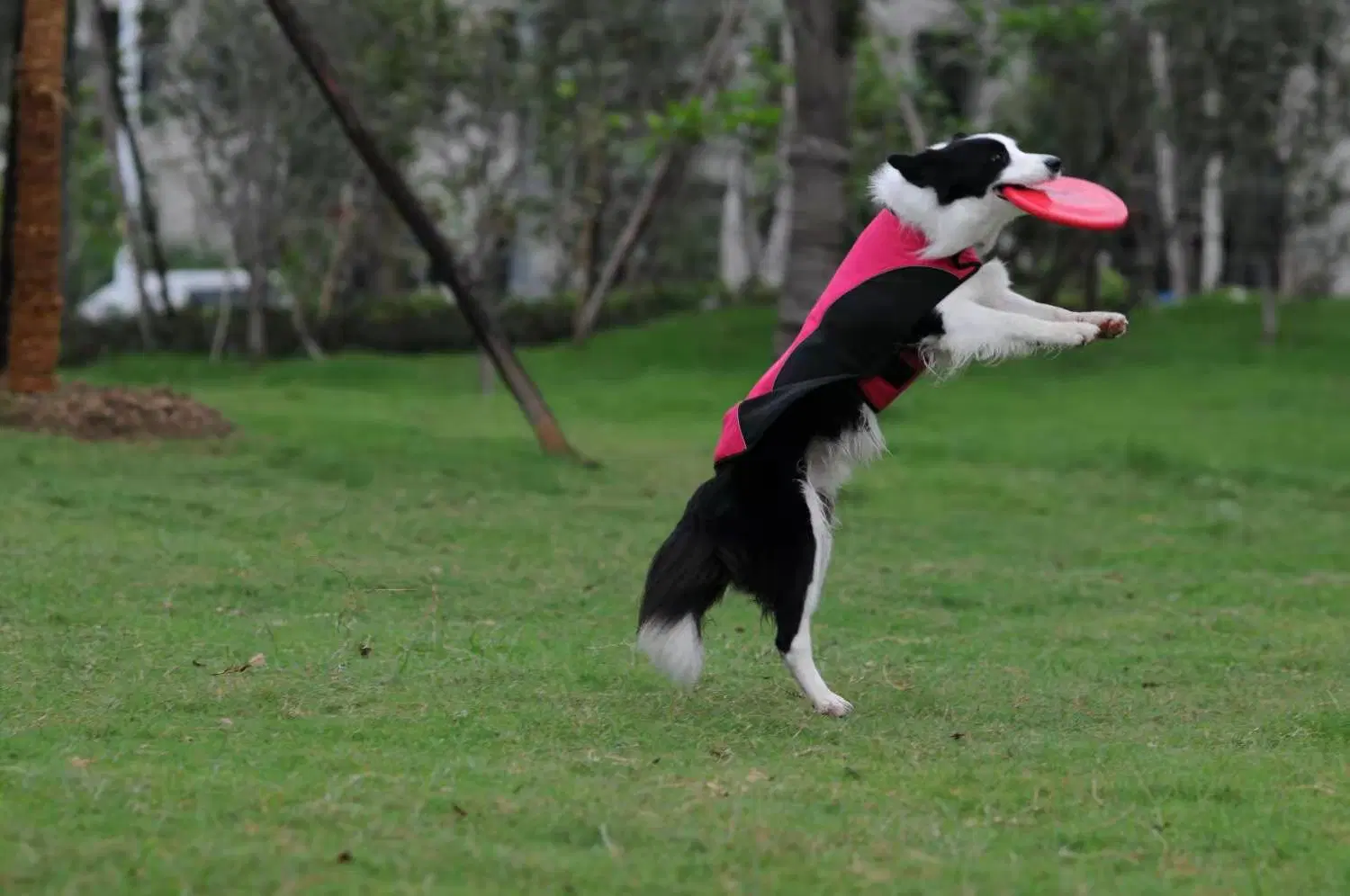 Coût de fabrication de vêtements personnalisés animal de compagnie portant des vêtements veste Softshell chien