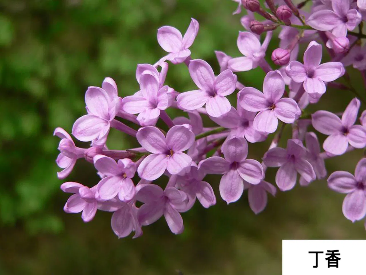 100% puro óleo de Cova preço óleo essencial de Cova de aromaterapia Clove Óleo de lâminas