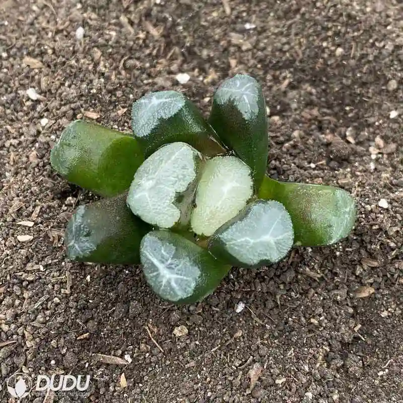 Dudu Hot Sale Popular Big Bang Hawworthia Natural Live Succulent