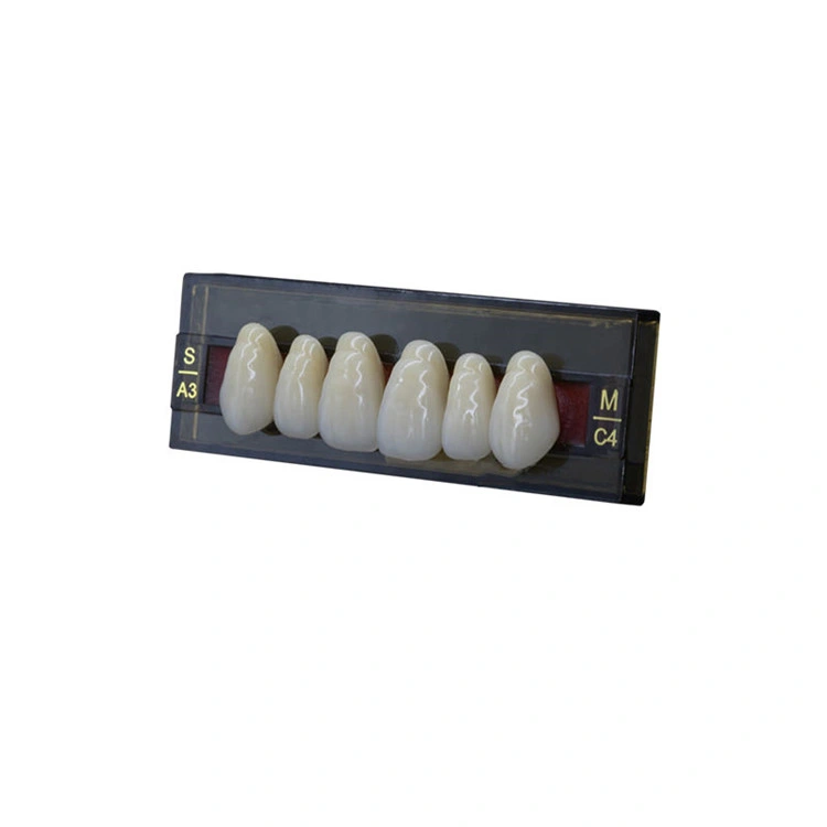 SJ High quality/High cost performance  3-Layer Acrylic Teeth Synthetic False Teeth Artificial Tooth