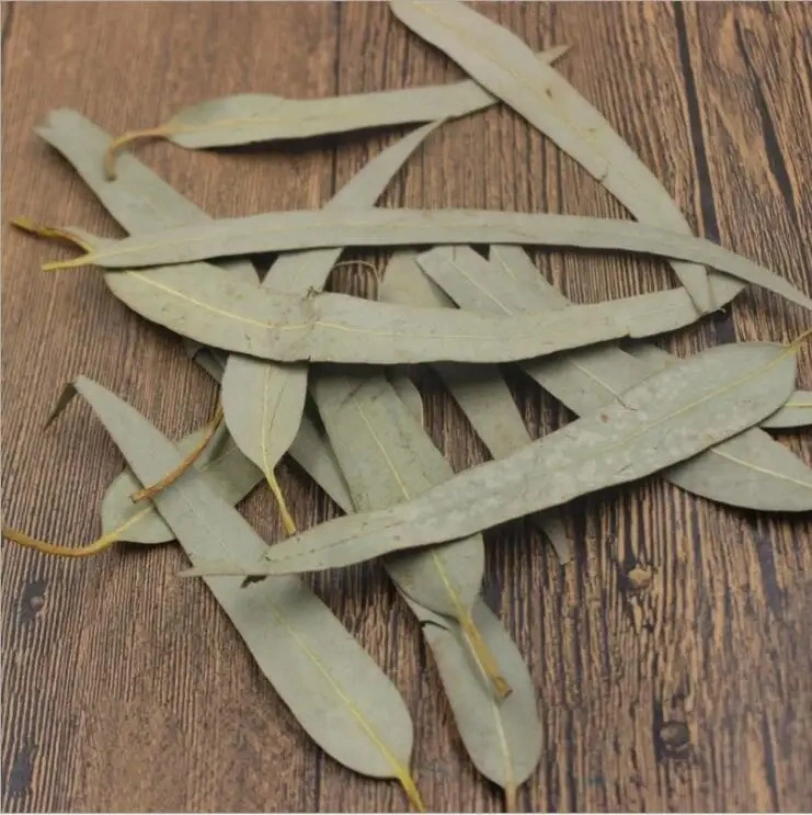 Feuilles d'eucalyptus de haute qualité feuilles d'eucalyptus entières ou hachées séchées Pour le thé aux herbes