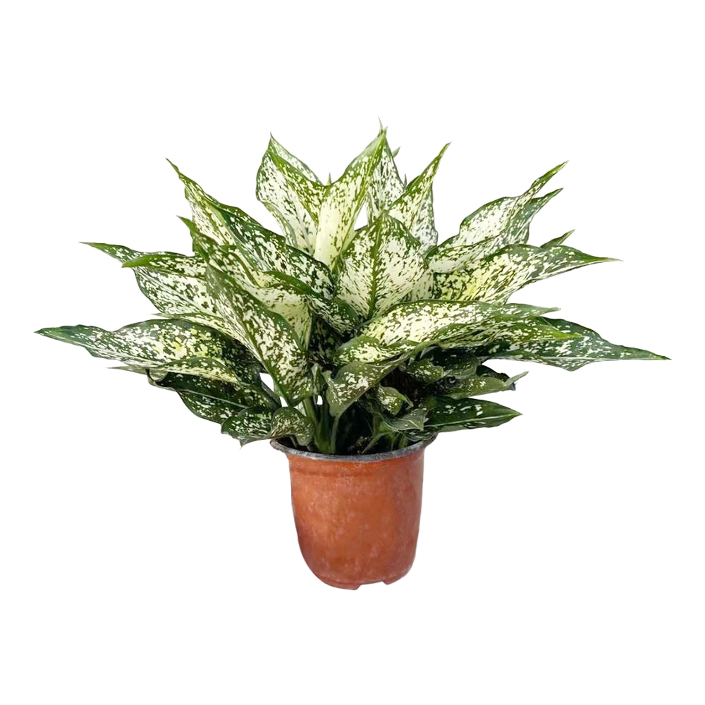 Aglaonema лимона