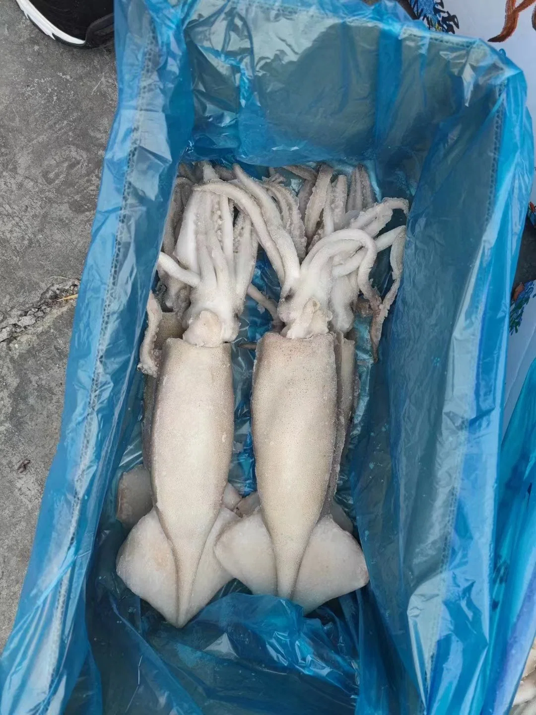 Frozen Whole Round Squid, Calamari, Calmar, Calmar, Sotong, Pota,