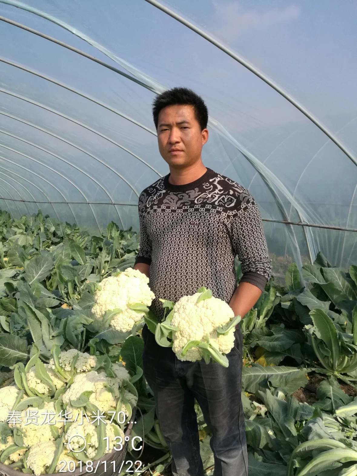 Resistencia a la enfermedad buena adaptabilidad semillas de CaulifLower White Semillas de brócoli