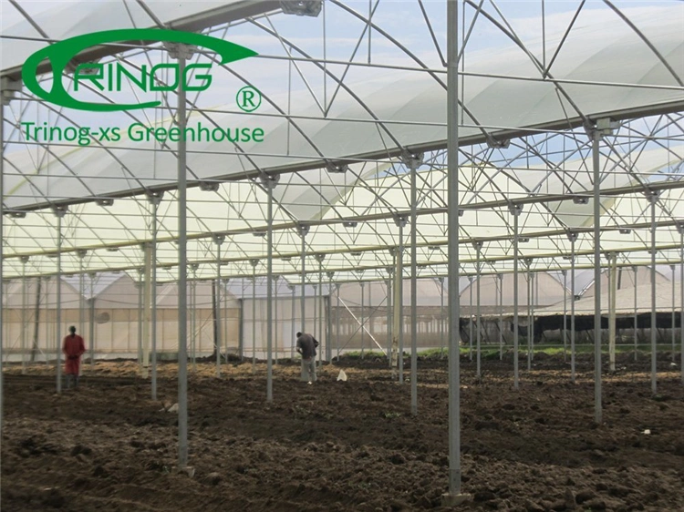 Agriculture Vegetables Equipment Multi-Span Cultivation Hydroponics System Film Greenhouse