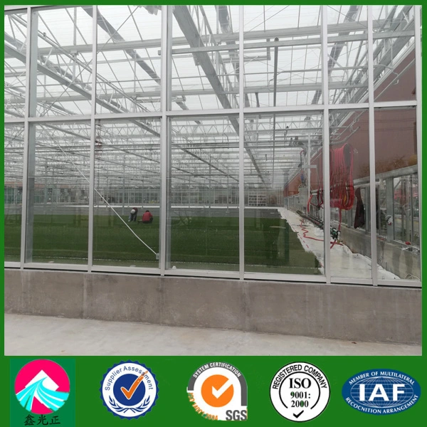 China Supplier Multi-Span Glass Greenhouse