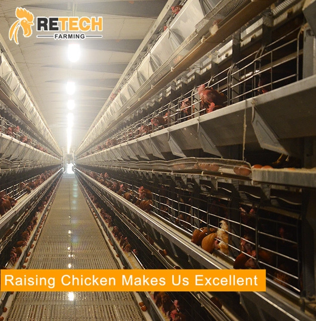 Popular H Type Layer Chicken Poultry Equipment for Sale