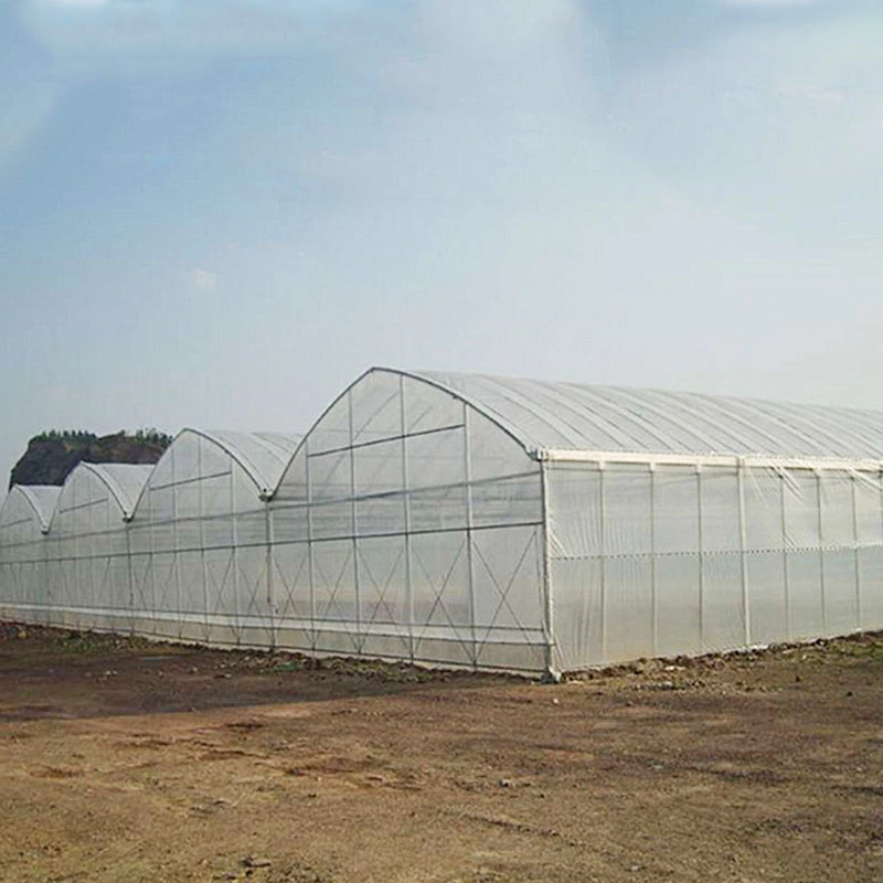 Wind Resistance Multi-Span Greenhouse for Asparagus Fern