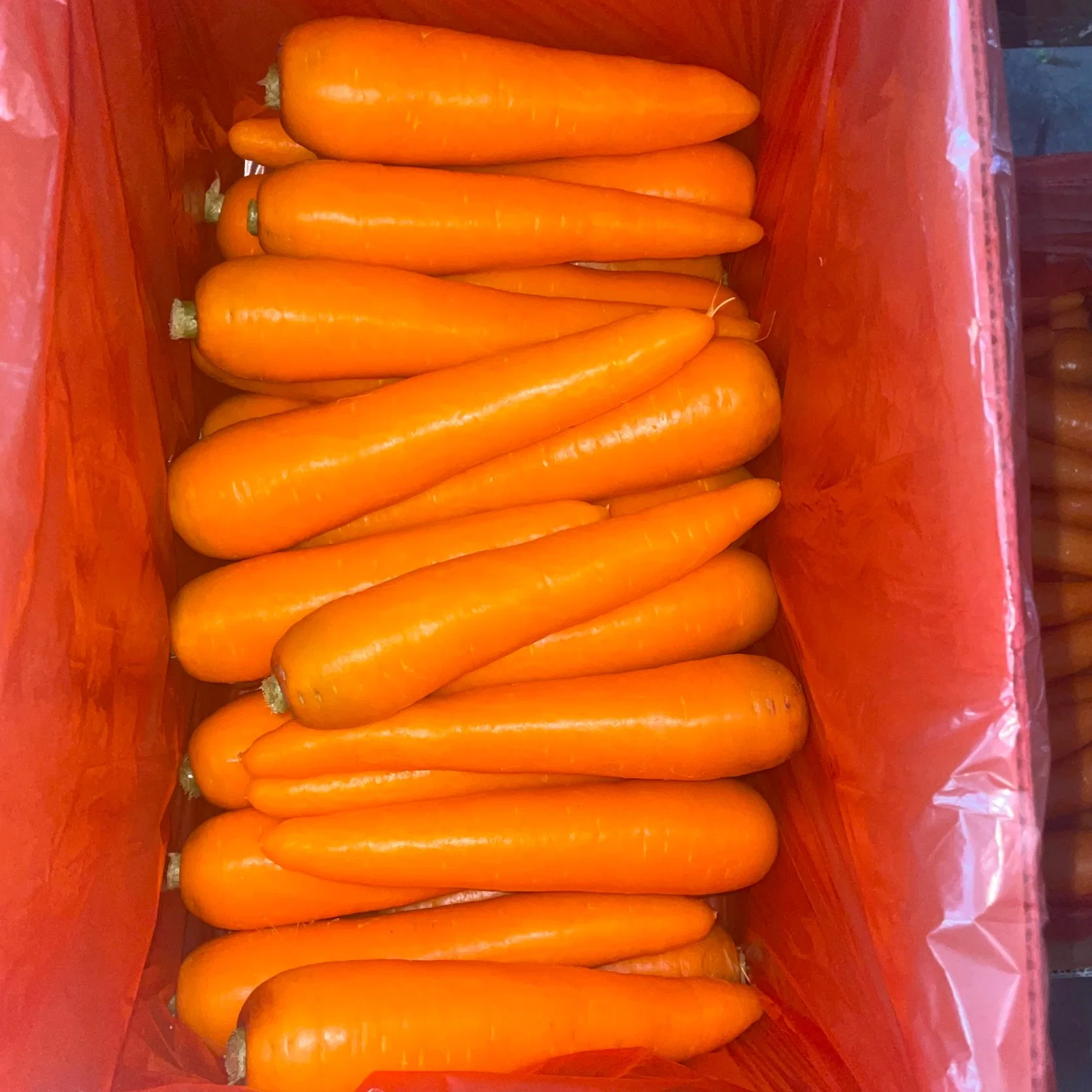 New Crop Carrot for Export Oman 4kg Carton S Size