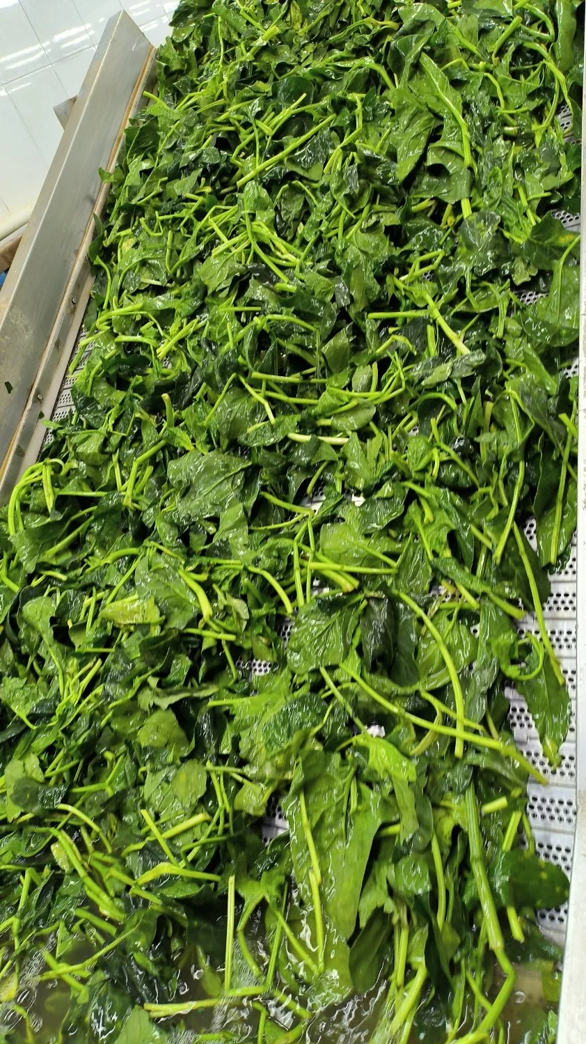 2023 New Corp Freshness IQF Chopped Spinach / Pieces in Bulk Carton