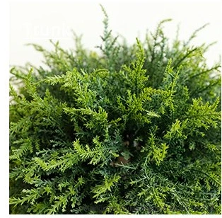 Hot Selling Artificial Boxwood Grass Topiary Ball for Indoor or Outdoor Decoration