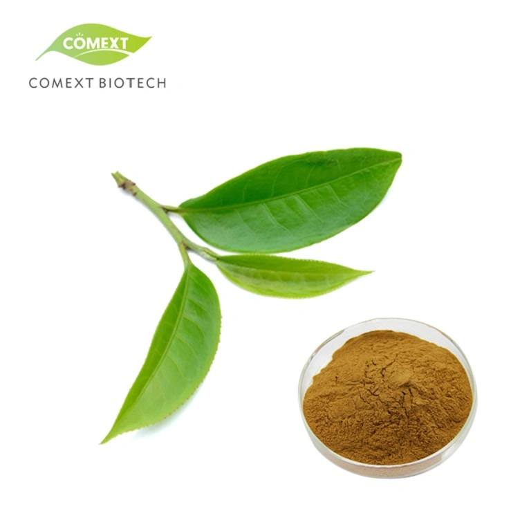 Extracto de té verde orgánico soluble en agua de muestra libre de Comext