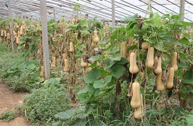 New Variety Hybrid F1 Vegetable Seeds Butternut Pumpkin for Planting