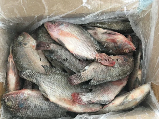 Ganze Runde gefroren Tilapia Fisch Lieferant