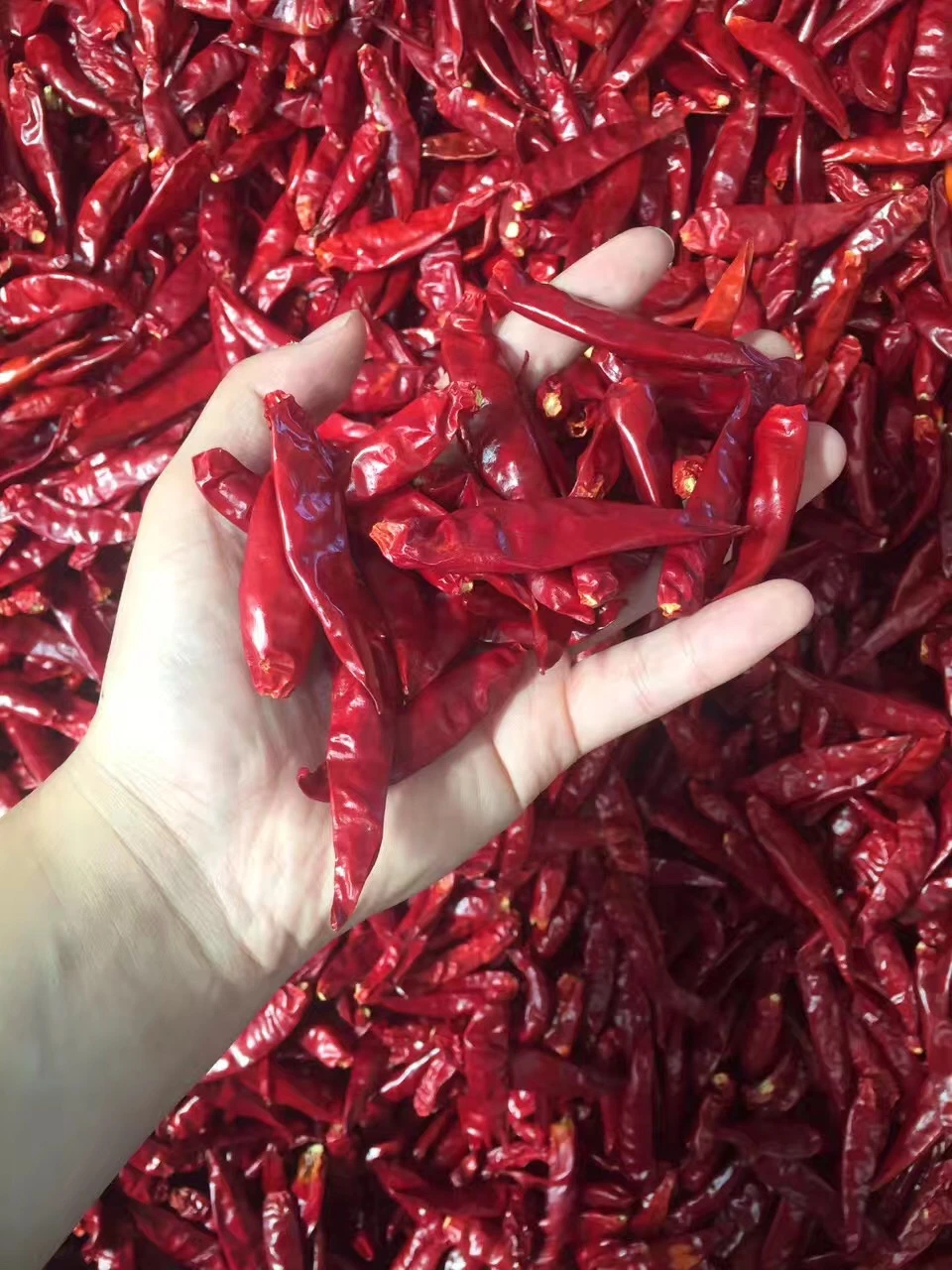 Dry Red Tientsin Chili Sanying Chilli Japones /Red Cayenne Pepper/Tianjin Chilli