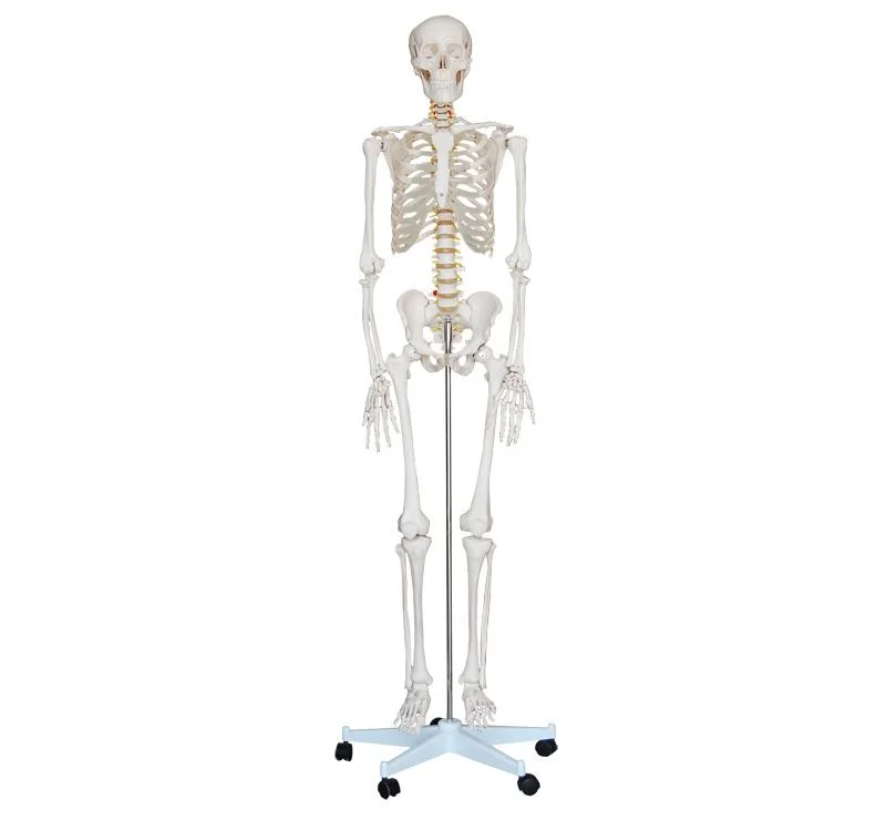 Os médicos esqueleto anatômica Modelo Modelo de Anatomia Torso humano