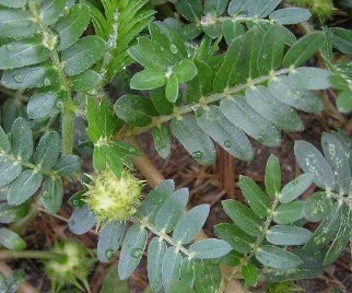 Alto estándar de 40%, el 60%, el 90%saponinas Tribulus Terrestris extraer