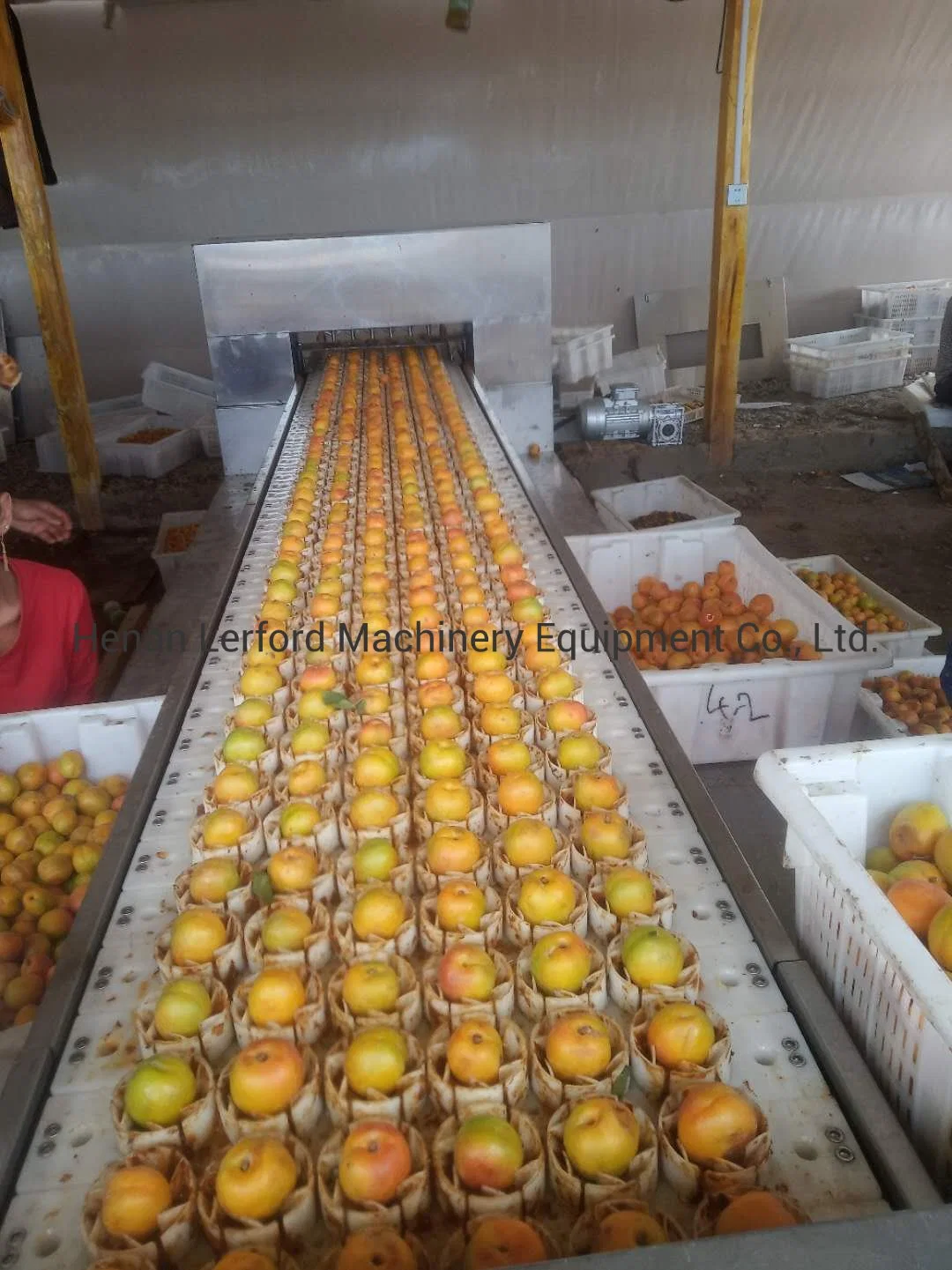 Automatic Apricot Pitting Machine Auto Apricots Pitter Equipment Cheap Price for Sale