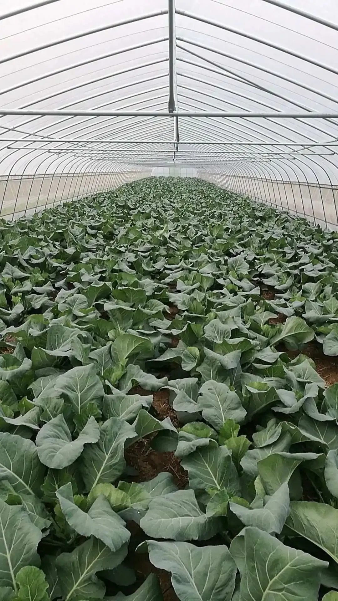 La pipe à serre à longueur fixe de fines herbes est envoyée à Agricultural Greenhouse Accessories Gratuit