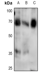 Smad4 (Phospho T276) Polyclonal Antibody