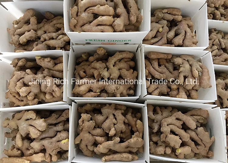 Dry Ginger Europe High quality/High cost performance  with Pallet
