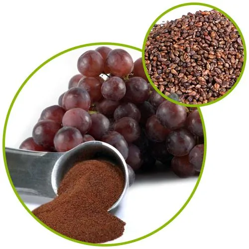 100% Vitis naturel pur Vinifera 95% Proanthocyanidines (UV) graine de raisin Extraire