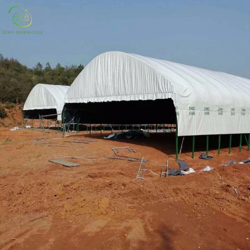 Affordable Agricultural Single-Span Sunlight Film Greenhouse with Hydroponic System and Automatic Irrigation System