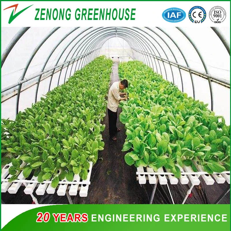 Single Span Agriculture Film Greenhouse für den Anbau von Gemüse / Hydrokultur