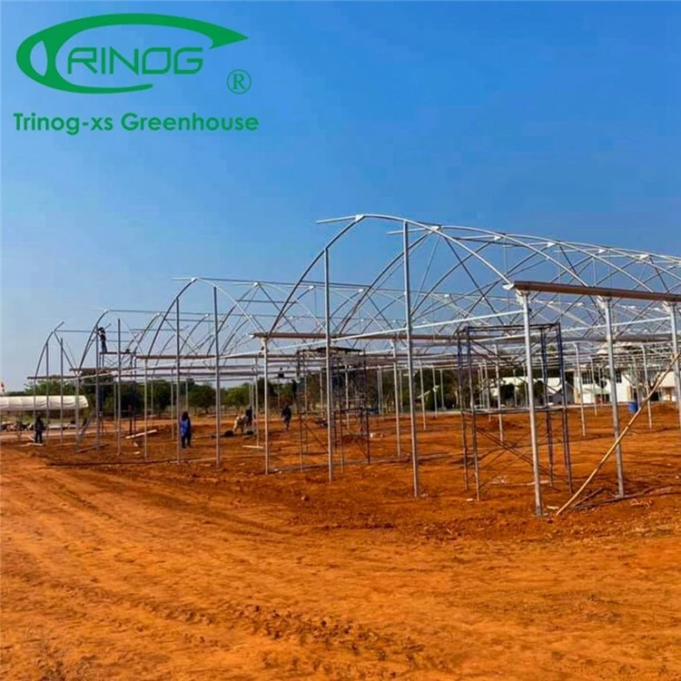 China Good Quality Large Space High Tech Film Greenhouse For Vegetable