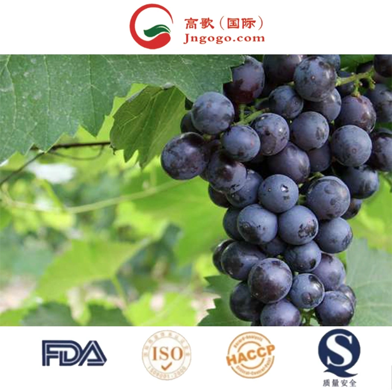 Hot Sale Fresh Grapes Wholesale/Supplier Fresh Black Grapes Most Selling Delicious