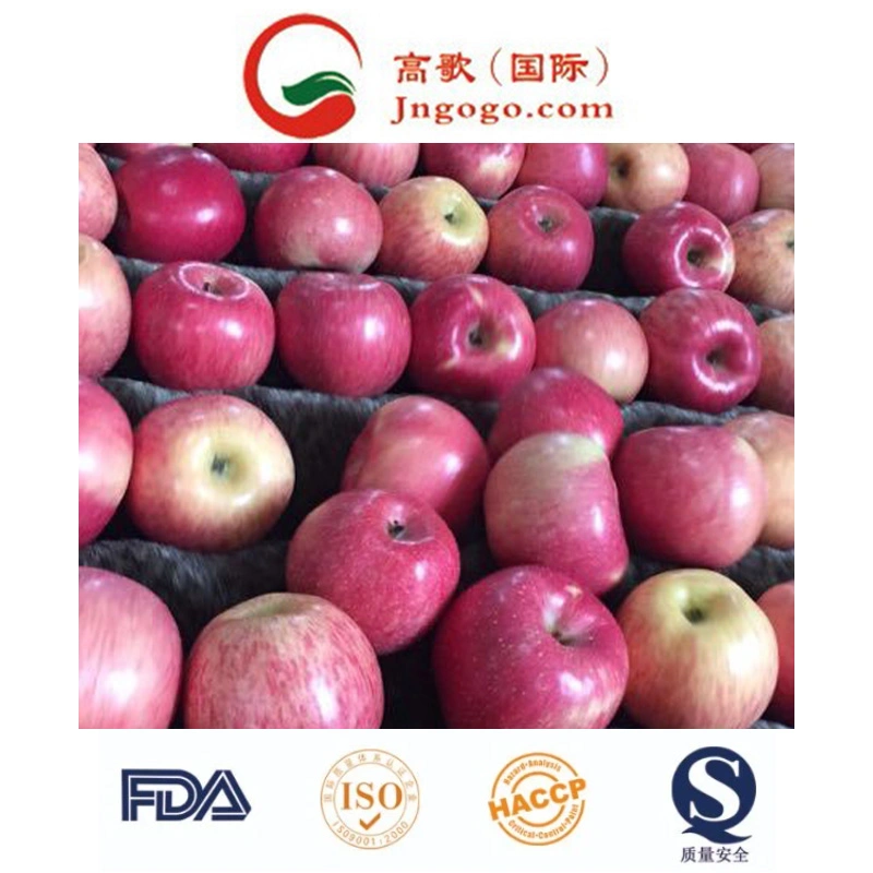 High quality/High cost performance Juicy Red Star Apple for Exporting