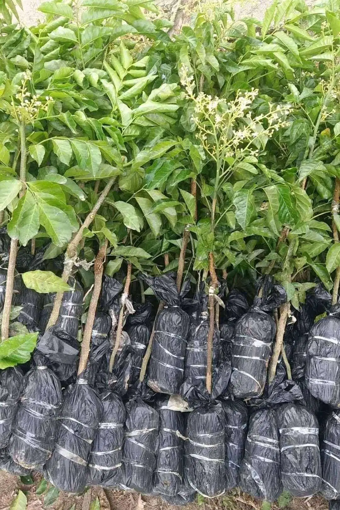 High quality/High cost performance  All Varieties Grafted Fruit Tree Seedlings/Fruit Plants From China