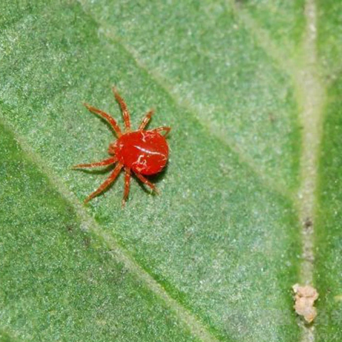 Rei Inseticida Quenson Amitraz 95% Tc (200 g/L CE, 60% SC, 125 g/L CE) para o controle de pragas