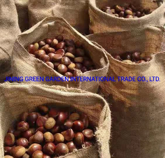 New Crop of Fresh Chestnut Price Packing in Mesh or Gunny Bag for Raw Chestnut Import