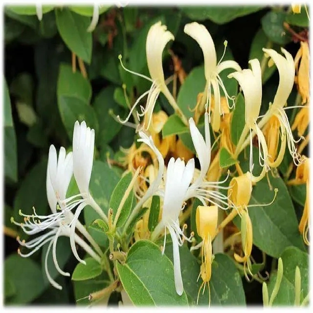 Extracto de flores de Honeysuckle de ácido clorogénico 50% 90% 98%