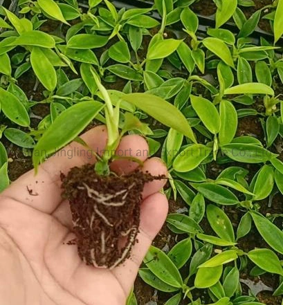 Philodendron Florida Agriculture Plants Tray Seedling Young Live Plant Nursery Agriculture Plants