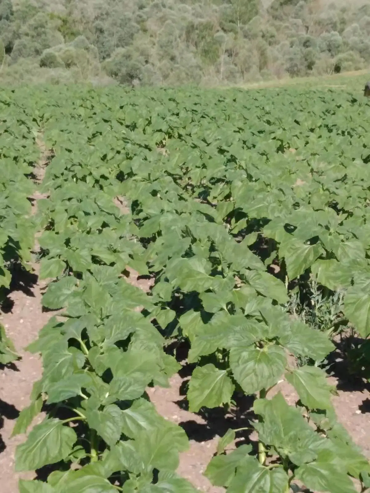 High Yield Nucleus Oil Length Sunflower Seeds Hybrid Sunflower Seeds